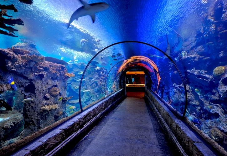 Top 10 Tourist Attractions in Las Vegas, Nevada - 20171128155631 Shark Reef Aquarium