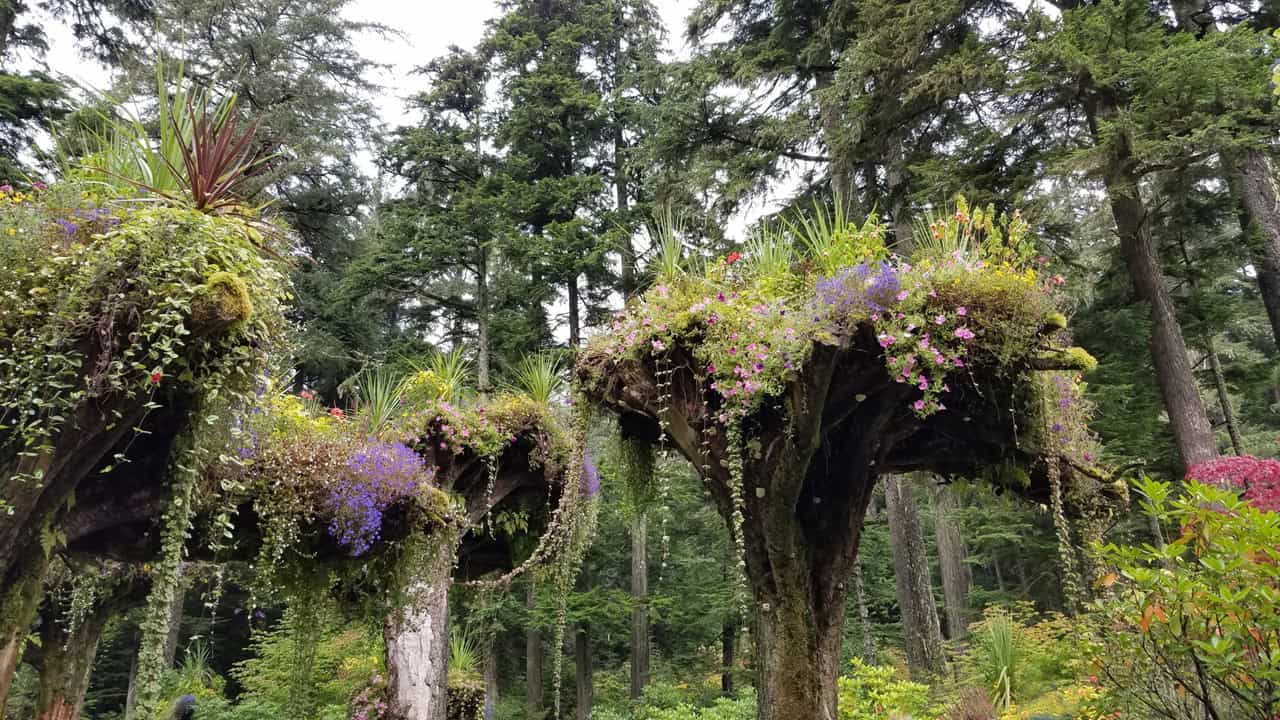 Glacier Gardens Rainforest Adventure