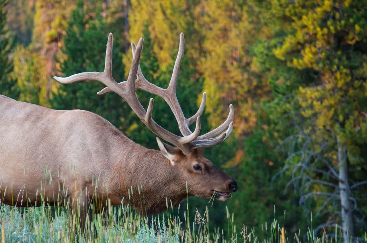 Rocky Mountain Elk Foundation