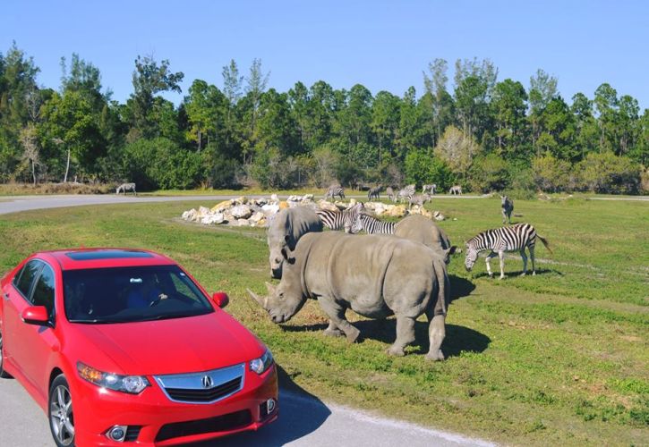 best safaris in florida